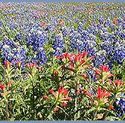 Bluebonnet field, San Marcos, Texas